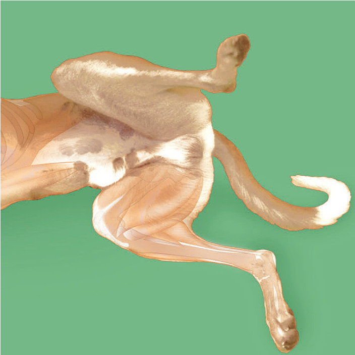 Karte: Hinterkörper medio-lateral