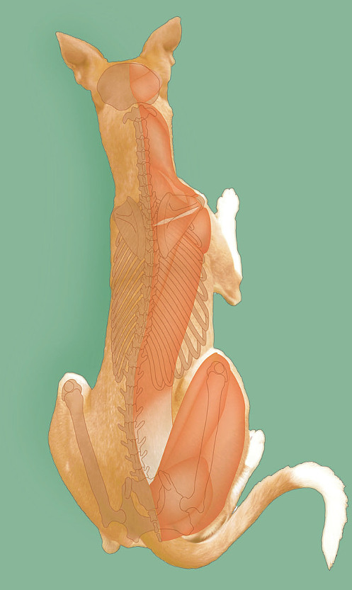 Karte: Ansicht Kopf/Rücken