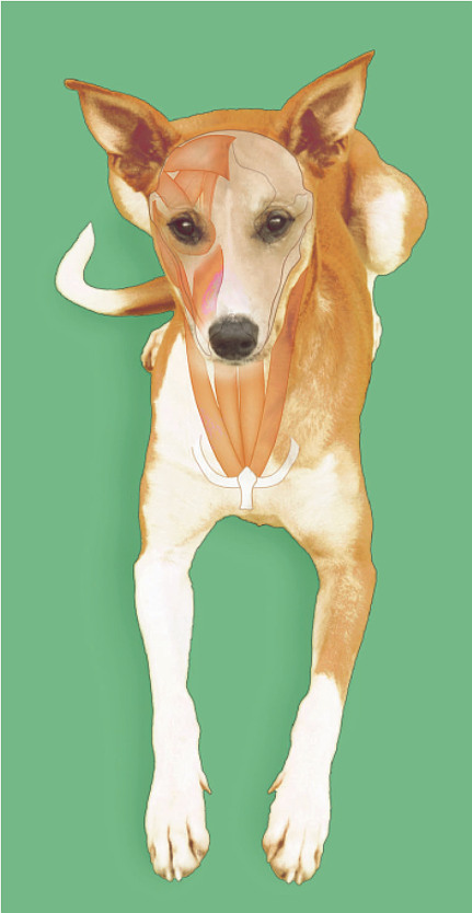 Karte: Kopf Frontansicht