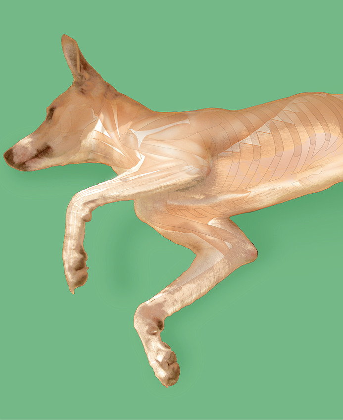 Karte: Vorderkörper medio-lateral